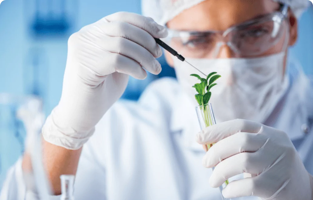White nitrile gloves in lab plant testing