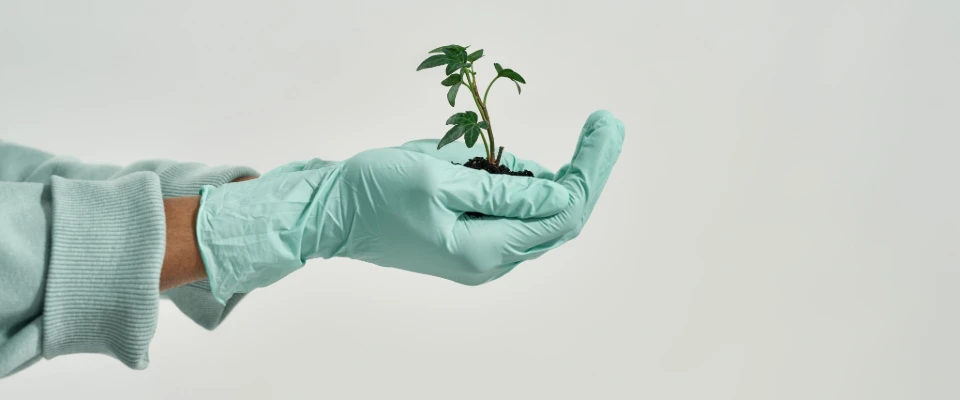 Caring for plants with biodegradable disposable gloves ensures eco-friendly gardening.