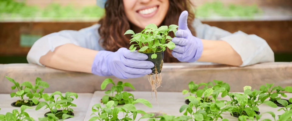 Biodegradable nitrile gloves used for handling plants in a greenhouse setting.