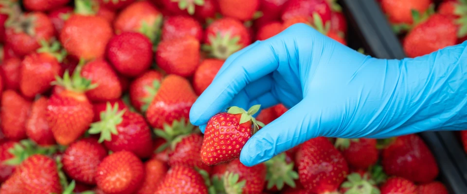 Picking Strawberries with Non-Latex Disposable Gloves for Food Handling Safety